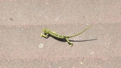 Chamaeleo chamaeleon