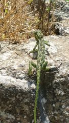 Chamaeleo chamaeleon