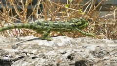 Chamaeleo chamaeleon