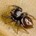 Round Ant-eating Jumping Spider - Photo (c) robertwhyte, some rights reserved (CC BY-NC), uploaded by robertwhyte