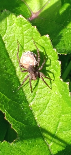 Spotted Wolf Spider, 2623 Delft, Nederland, photo 5 of 10