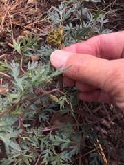 Lomatium dissectum