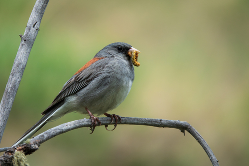 Dark-eyed Junco, photo 7 of 10
