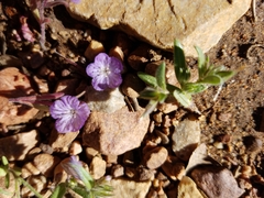 Phacelia exilis