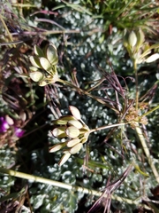 Lomatium nevadense parishii