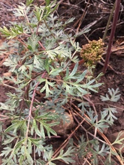 Lomatium dissectum