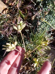 Lomatium nevadense parishii
