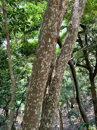 Litsea coreana, photograph 5