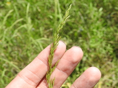 Limnodea arkansana