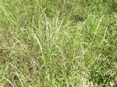 Limnodea arkansana