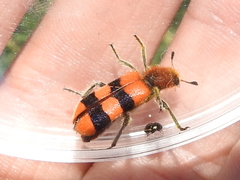 Trichodes bibalteatus