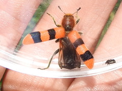 Trichodes bibalteatus