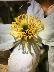 Anemonastrum zephyrum