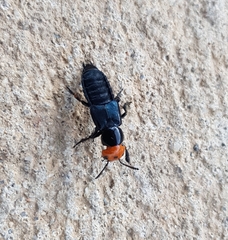 Creophilus erythrocephalus