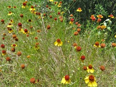 Helenium amarum badium