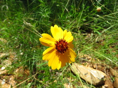 Helenium amarum badium