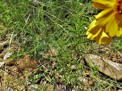 Helenium amarum badium
