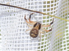Xysticus texanus