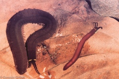 Macroperipatus torquatus