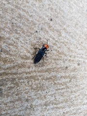 Creophilus erythrocephalus
