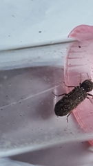 Lichenophanes bicornis