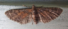 Eupithecia palpata