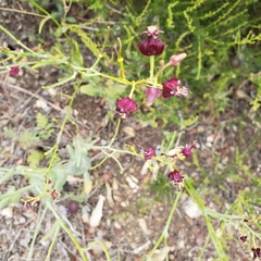 Caulanthus amplexicaulis