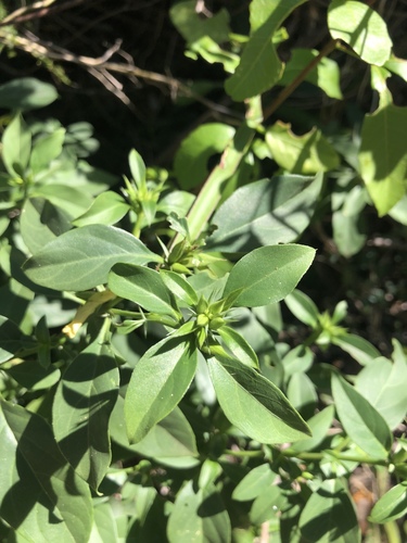 Barleria prionitis image