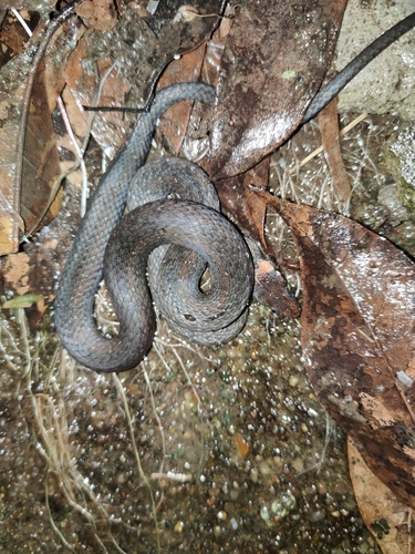 Pope's Keelback