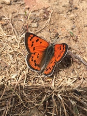 Lycaena cupreus