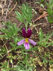 Viola beckwithii