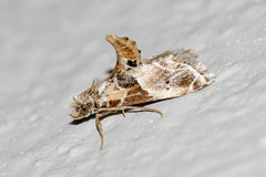 Neodavisia melusina