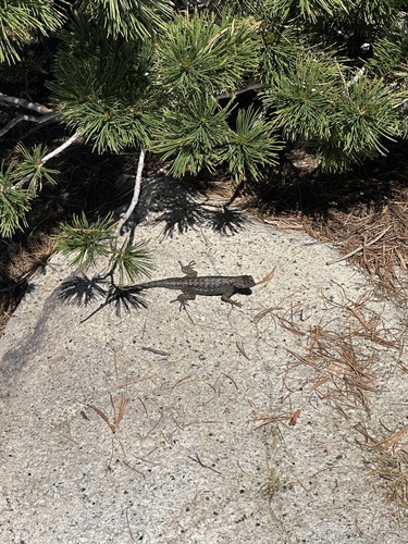 iNaturalist observation photo of Western Fence Lizard