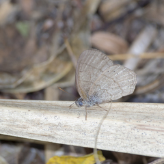 Paryphthimoides poltys