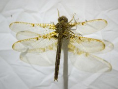 Neurocordulia xanthosoma