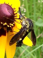 Lepidophora lepidocera