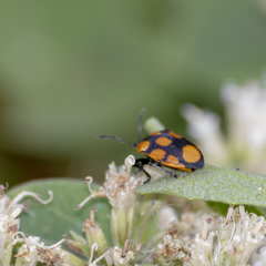 Stiretrus decastigmus