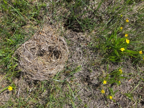 iNaturalist observation photo of Montane Vole