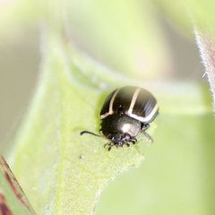 Desmogramma