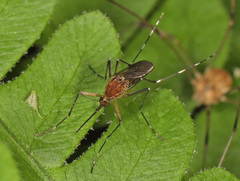 Aedes canadensis
