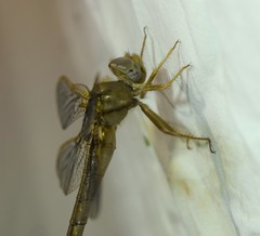 Neurocordulia xanthosoma