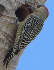 Melanerpes superciliaris