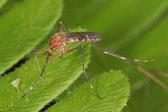 Aedes canadensis