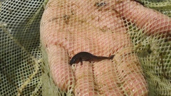 Ambystoma maculatum