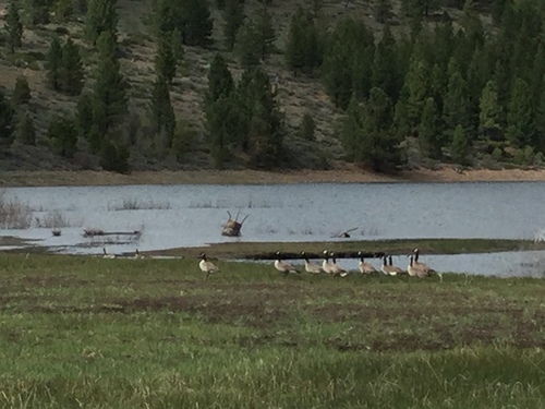 iNaturalist observation photo of Canada Goose