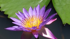 Nymphaea elegans