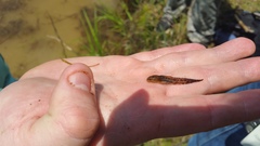 Ambystoma talpoideum