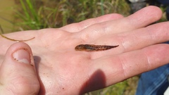 Ambystoma talpoideum