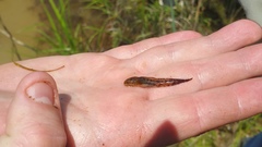 Ambystoma talpoideum