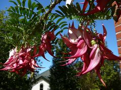 Clianthus